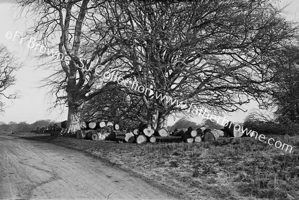 EARLY RECORDS OF FORESTRY WORK LOGGING